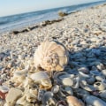 Discovering Lee County, Florida: An Exciting Family Scavenger Hunt